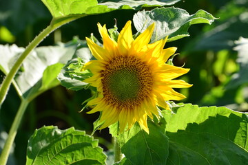 a single young Sunflower Bathed in Sunlight