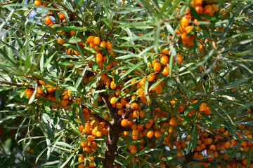 ripe Sea Buckthorn Berries on a Branch with sunlight