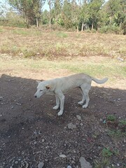 Obraz premium Lonely stray dog standing on a dirt road in rural setting 