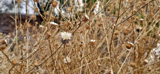 Primer plano de flores secas en los montes del Sacromonte en Granada durante el final del verano. Naturaleza silvestre, detalle.