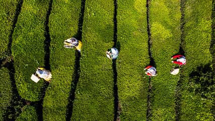 Aerial view of undulating tea fields, with dark lines contrasting against the vibrant green,...
