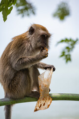 A monkey sitting and eating from a plastic bag with the sea in the background.