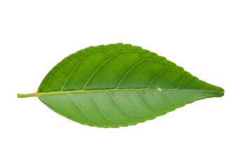 Obraz premium Single green citrus leaf isolated on transparent background
