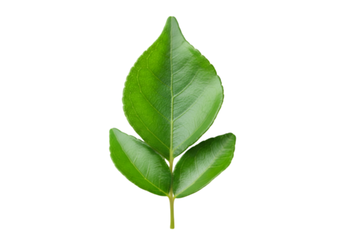 Single vibrant green leaf with delicate veins isolated on transparent background