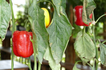 Fresh red peppers growing on a branch in a greenhouse. Selective focus with shallow depth of field.