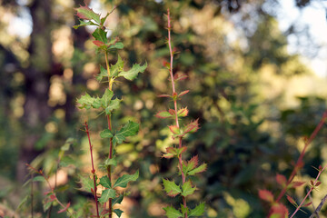 Berberis (Kilmora) Shrub with Thorns and New Red-Green Leaves – Himalayan Wild Plant