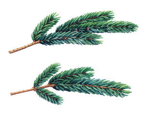 Watercolor illustration of two fir tree branches isolated on transparent background, botanical art
