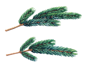 Watercolor illustration of two fir tree branches isolated on transparent background, botanical art