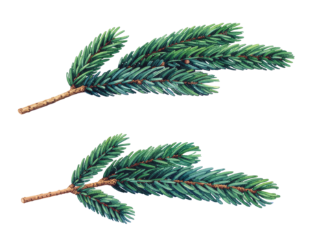 Watercolor illustration of two fir tree branches isolated on transparent background, botanical art
