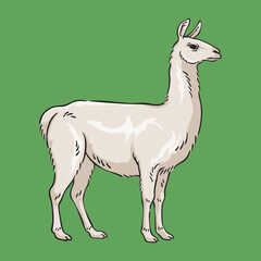 Obraz premium llama Illustration, Wildlife Animal Line Art Drawing Vector