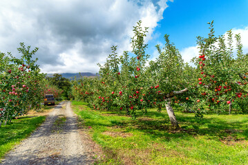 たわわに実ったりんごは今収穫中