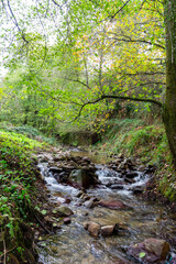 Obraz premium A narrow rocky stream flows through a lush green forest in Skikda, Algeria.
