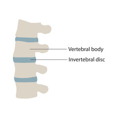 Spine Care Line Icons: Chiropractic, Physiotherapy, Osteopathy Vector Symbols