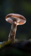 Wild forest mushroom close-up with dramatic lighting. Macro shot showing gills and texture on a dark blurred background.