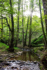 Obraz premium A narrow rocky stream flows through a lush green forest in Skikda, Algeria.