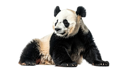 Naklejka premium Panda resting. Black and white mammal looking left, relaxed pose
