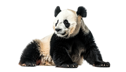 Panda resting. Black and white mammal looking left, relaxed pose