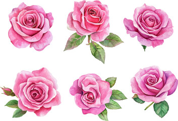 pink roses on white background