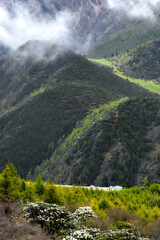 Misty Alpine Valley with Blooming Flowers and Majestic Mountain Slopes