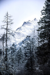 Majestic Alpine Mountain Peak Through Snow-Covered Winter Forest