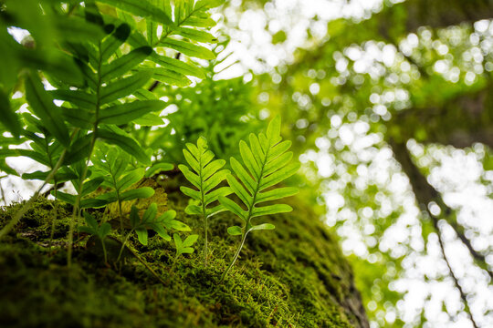 Close-up of green ferns and moss on a tree in the forest.