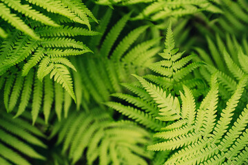 Fresh fern leaves bright green texture background