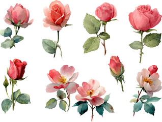 set of pink roses isolated