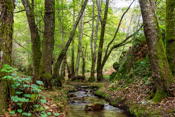 Fototapeta premium A narrow rocky stream flows through a lush green forest in Skikda, Algeria.