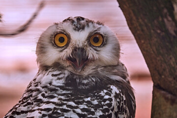 Schneeeule ( Bubo scandiacus ).