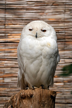 Schneeeule ( Bubo scandiacus ).