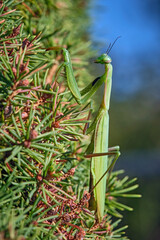 Europäische Gottesanbeterin ( Mantis religiosa ).