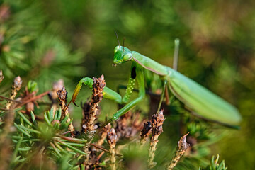 Europäische Gottesanbeterin ( Mantis religiosa ).