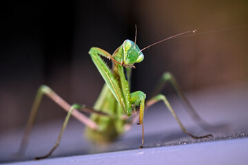 Europäische Gottesanbeterin ( Mantis religiosa ).