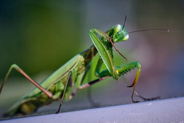 Europäische Gottesanbeterin ( Mantis religiosa ).