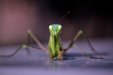 Europ&auml;ische Gottesanbeterin ( Mantis religiosa ).