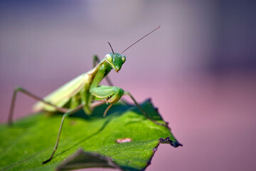 Europäische Gottesanbeterin ( Mantis religiosa ).