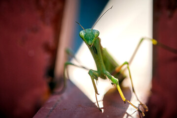 Europäische Gottesanbeterin ( Mantis religiosa ).