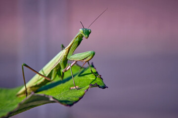 Europäische Gottesanbeterin ( Mantis religiosa ).