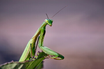 Europ&auml;ische Gottesanbeterin ( Mantis religiosa ).