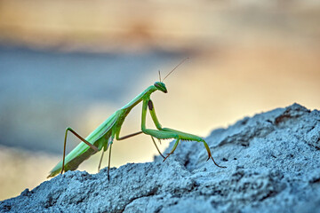 Europ&auml;ische Gottesanbeterin ( Mantis religiosa ).