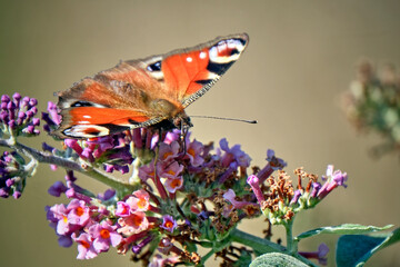 Tagpfauenauge ( Aglais io ).