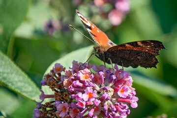 Tagpfauenauge ( Aglais io ).