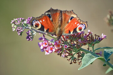 Tagpfauenauge ( Aglais io ).