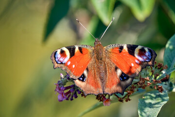 Tagpfauenauge ( Aglais io ).