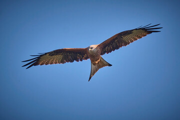 Rotmilan ( Milvus milvus ).