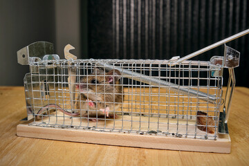 Hausmaus ( Mus musculus ) in einer Lebendfalle.
