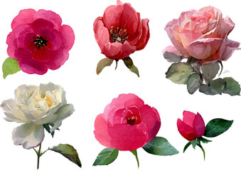 set of roses isolated on white