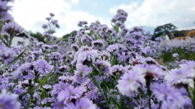 A close-up image of vibrant purple asters blooming amidst lush green meadows under a bright, sunny sky.