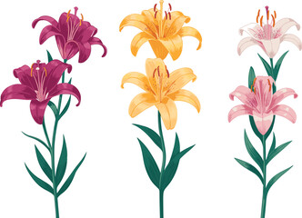 Colorful lily flower illustration set with red, yellow, and pink blooms, botanical floral artwork, elegant blooming flowers, decorative nature design, isolated