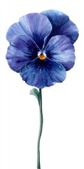 Close Up Of A Blue Pansy Flower With Orange Center And Green Stem On A White Background